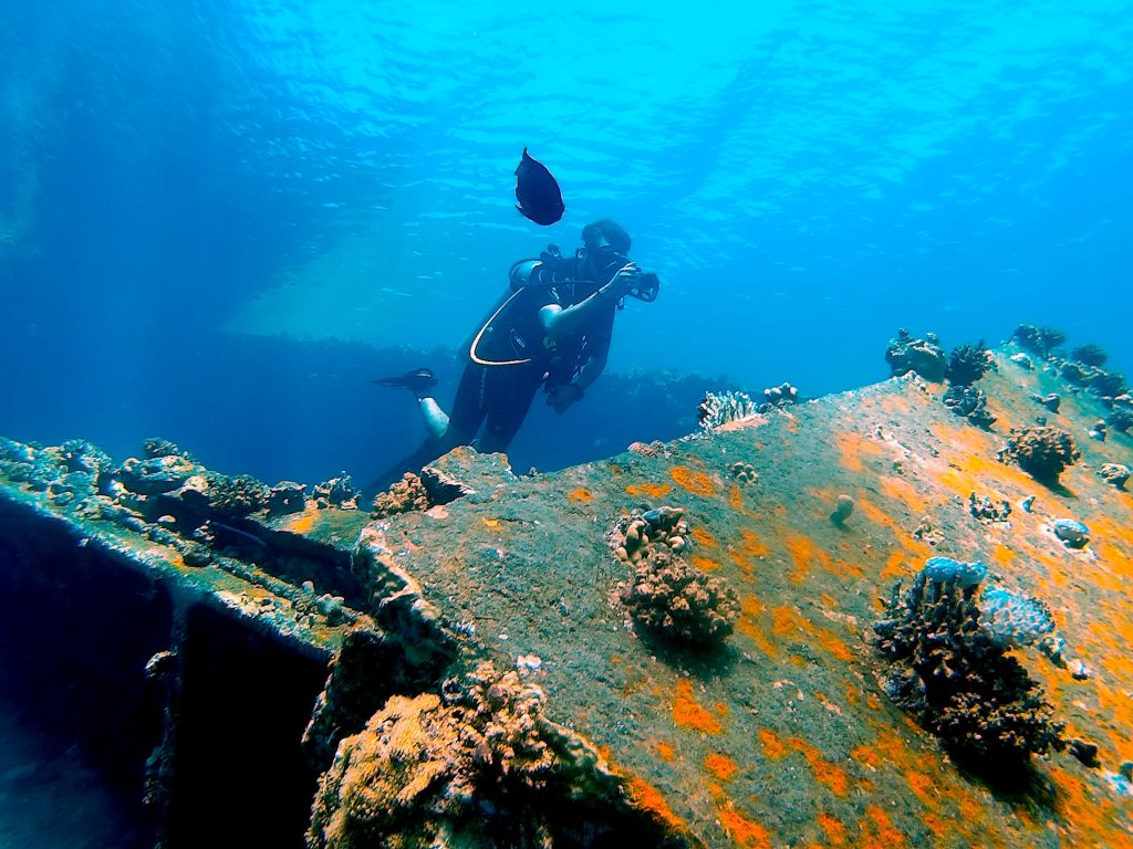 In this image, a scuba diver in the aquatic depths is admiring a coral reef on the side of a sunken battleship.