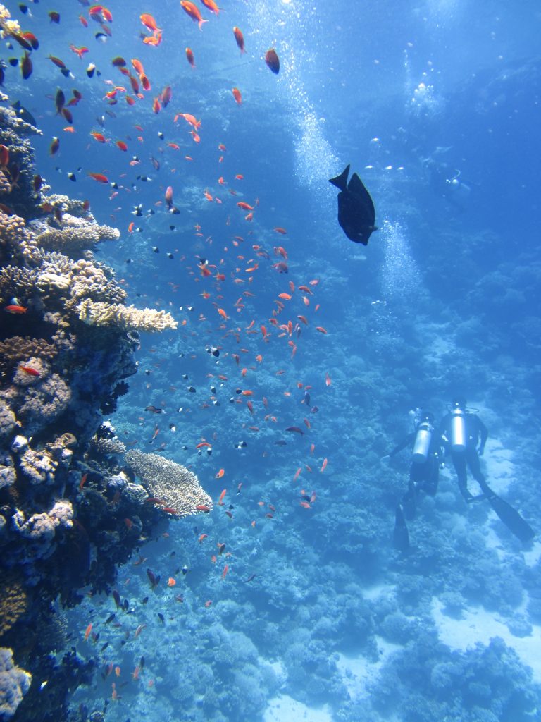Schools of intermingling tropical fish mingle with coral reefs as low-diving scubas swim nearby.